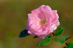 散歩の途中で。7