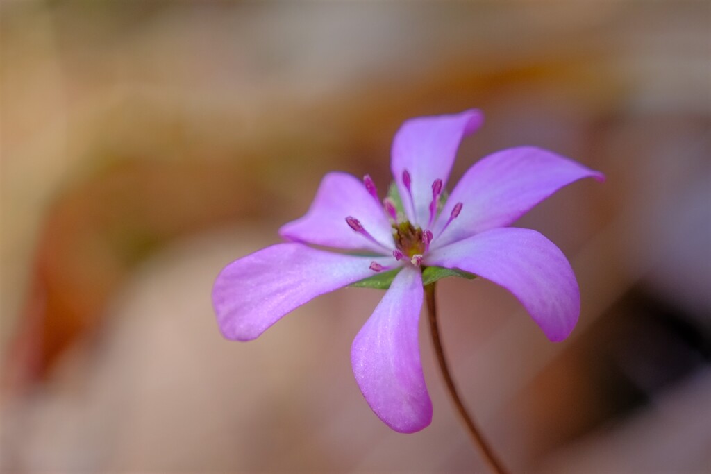 散歩の途中で。６