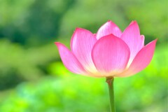 散歩の途中で。①