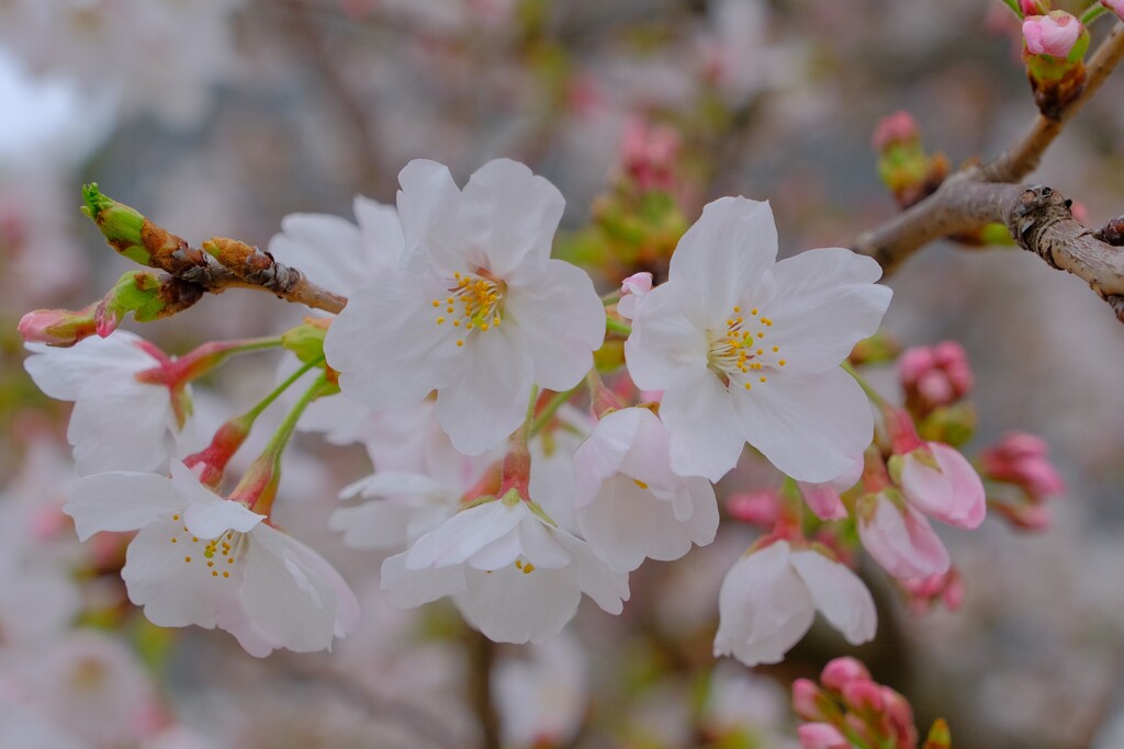 桜(4)