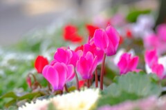 散歩の途中で。8