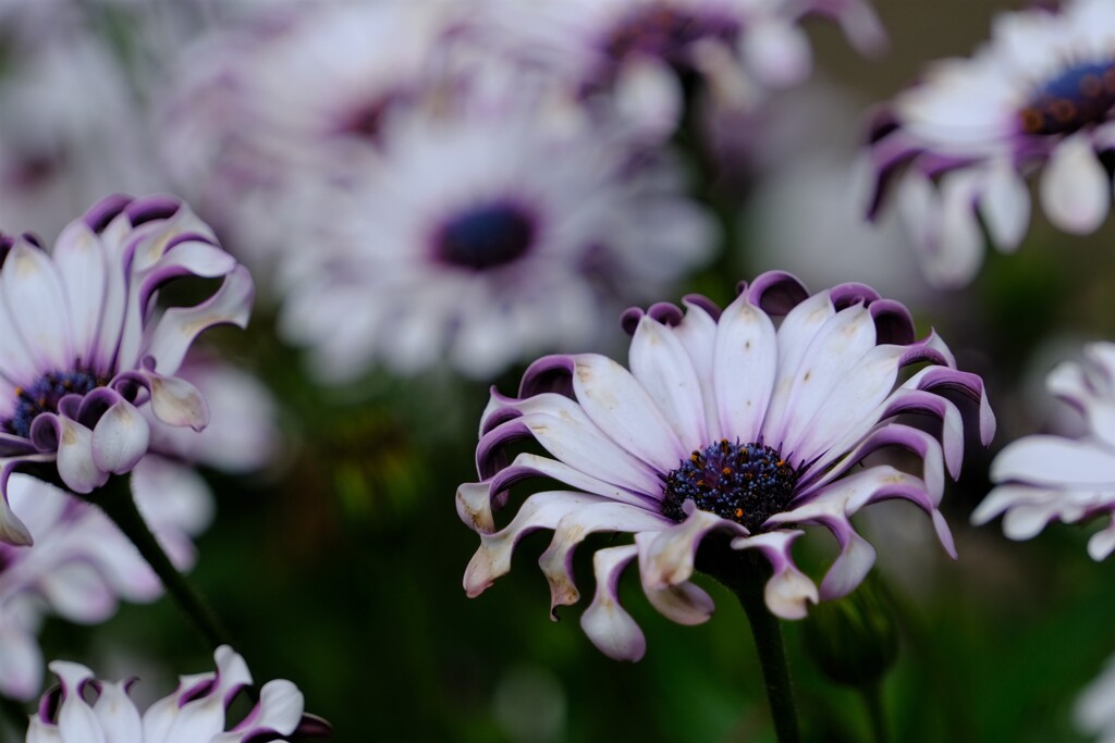 散歩の途中で。Ⅳ