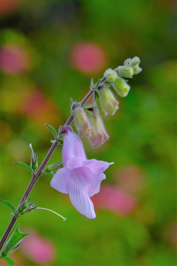 散歩の途中で。２