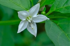 散歩の途中で。④