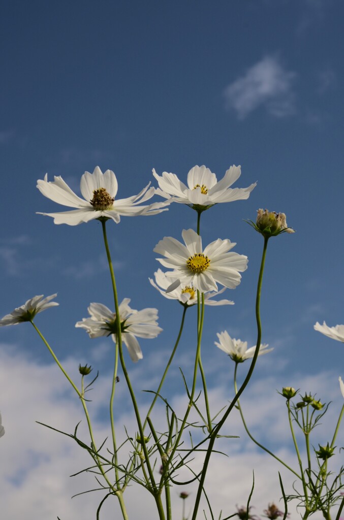 コスモス