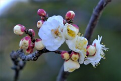 散歩の途中で。Ⅴ