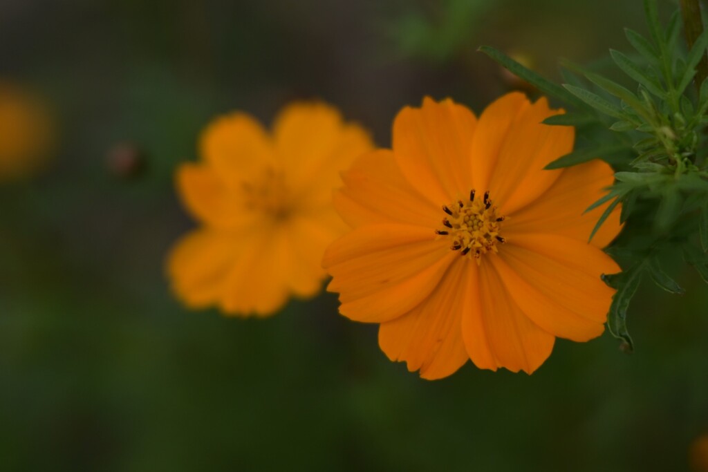 コスモス（３）