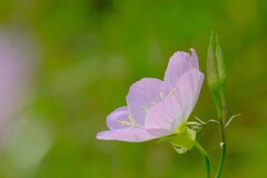 (9)散歩の途中で。5