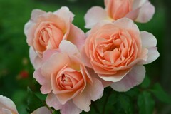 薔薇-8
