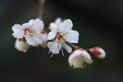 梅-６