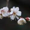 梅-６