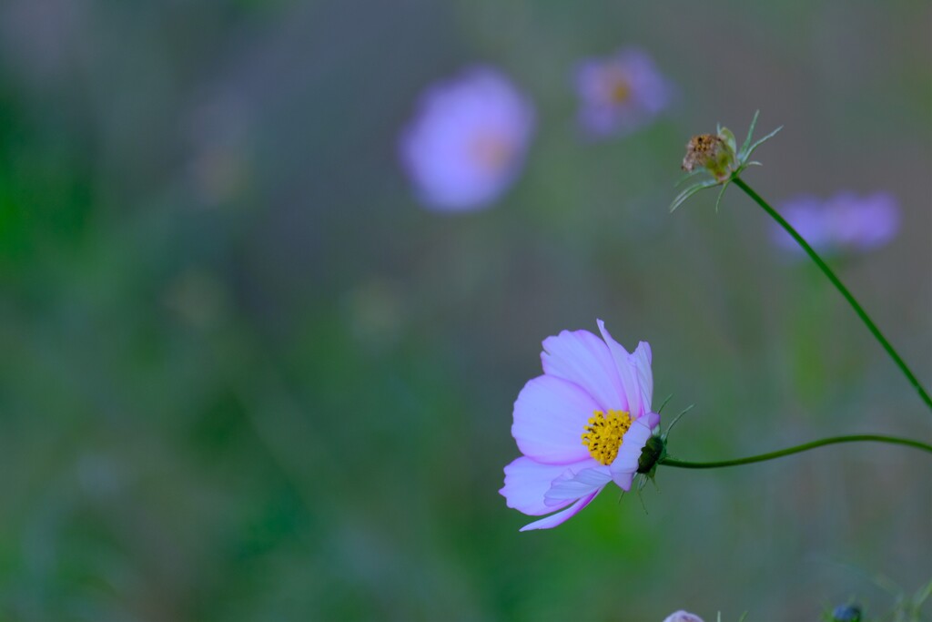 散歩の途中で。１