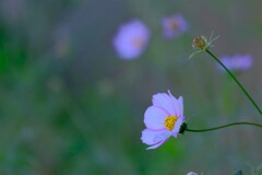 散歩の途中で。１