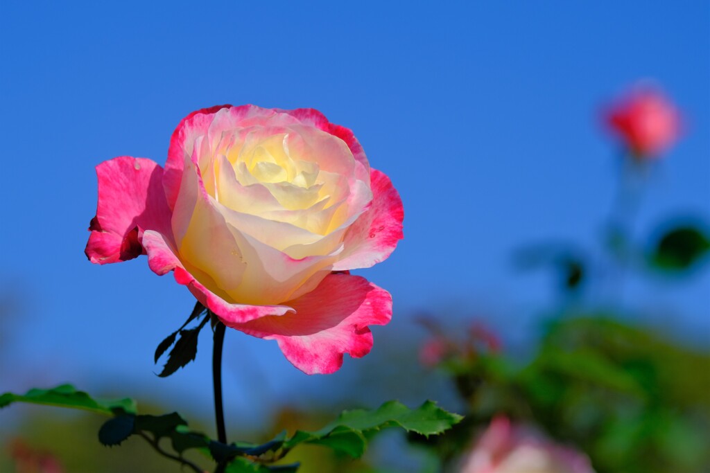 散歩の途中で。Ⅱ