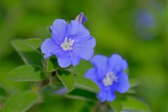 散歩の途中で。⑧