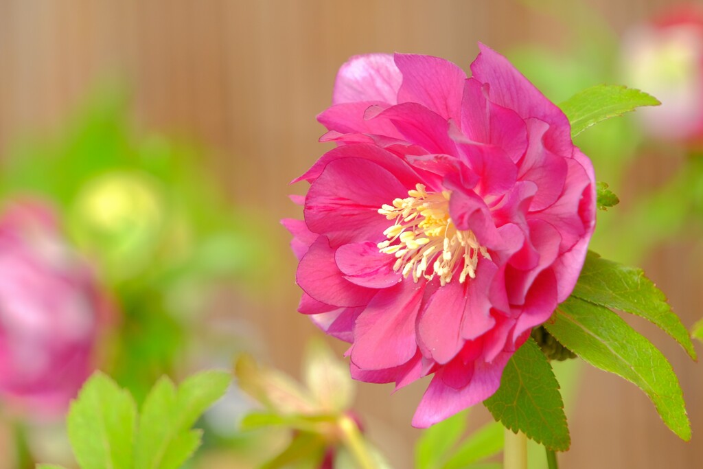 クリスマスローズ（２）