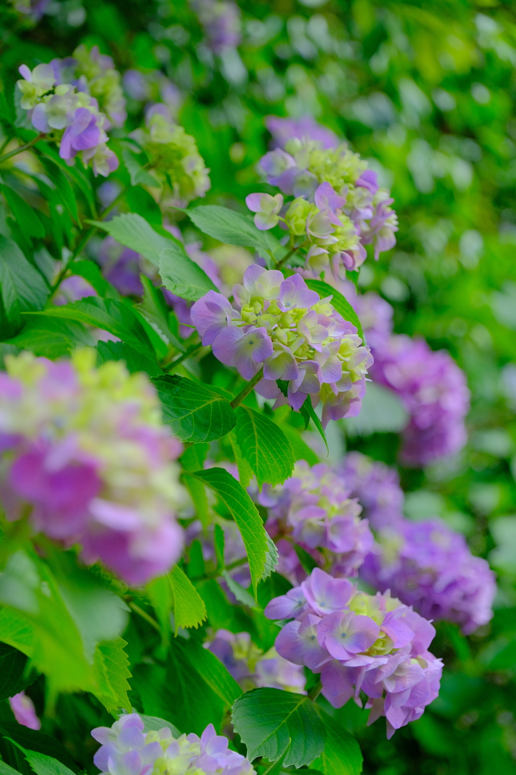 散歩の途中で。10