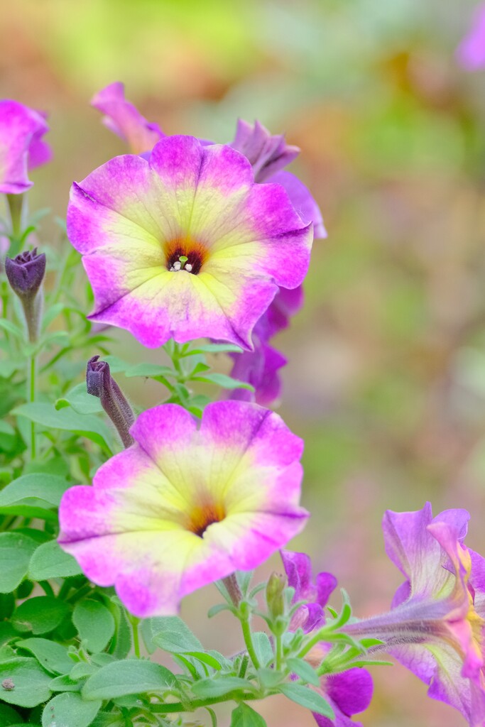 散歩の途中で。