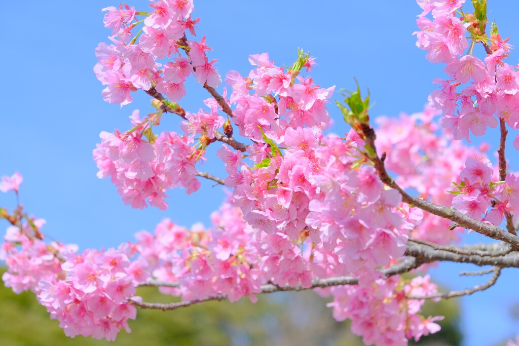 河津桜