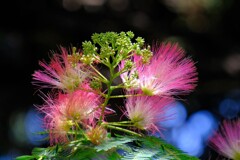 散歩の途中で。（１１）