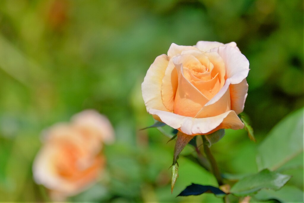 散歩の途中で。１