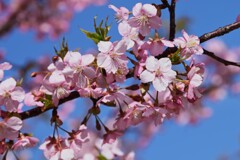 河津桜