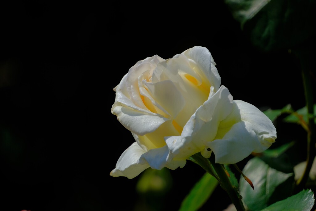 散歩の途中で。⑥