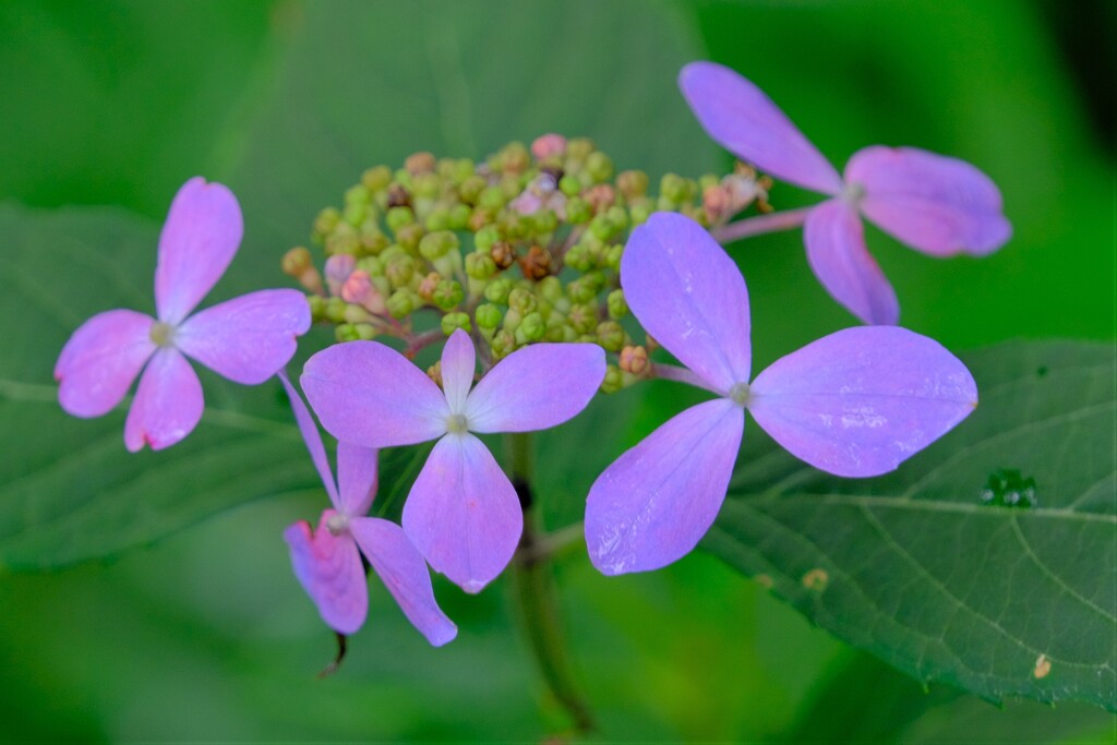 ヤマアジサイ-3