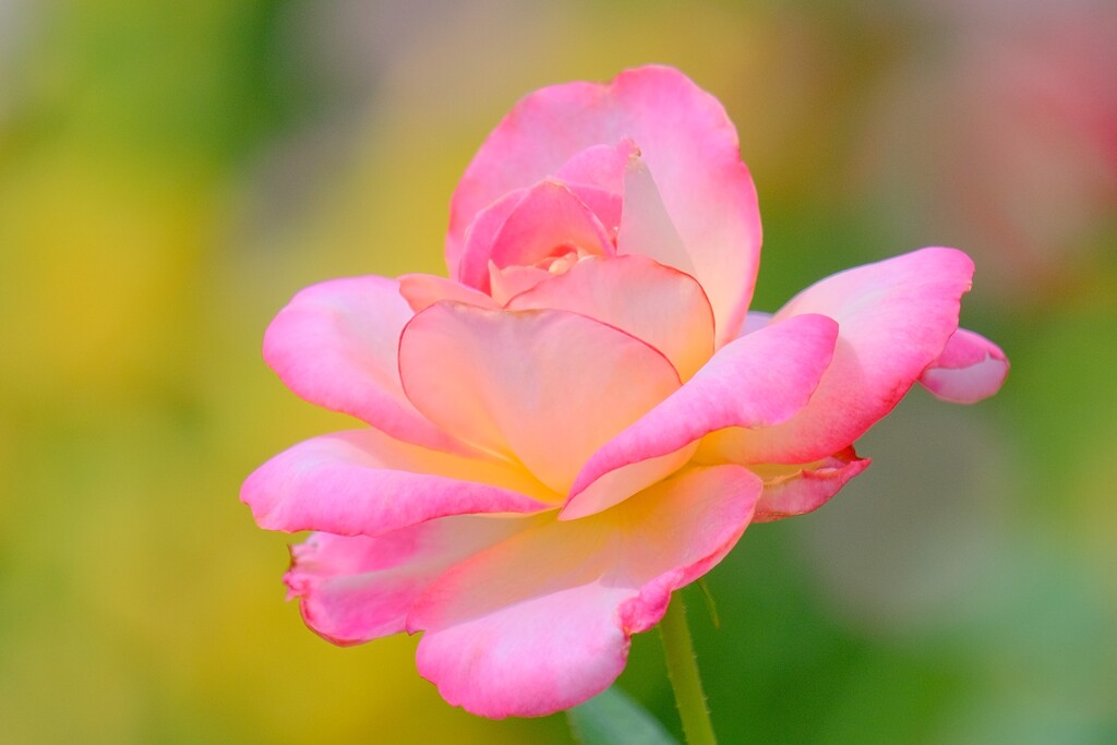 散歩の途中で。