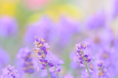 (9)散歩の途中で。4