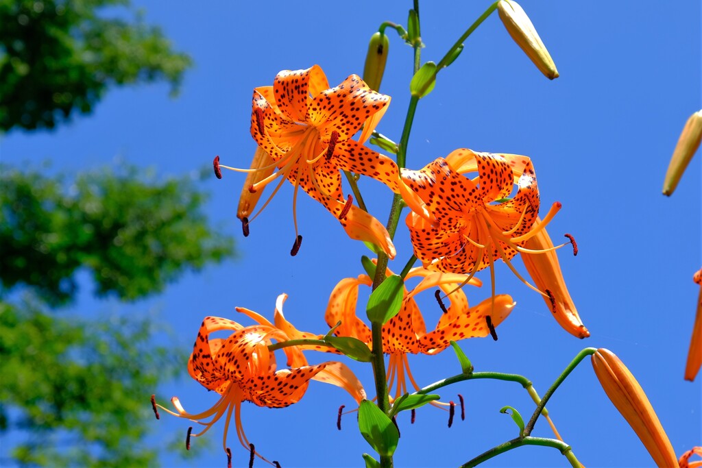 散歩の途中で。①