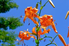 散歩の途中で。①