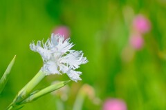 散歩の途中で。6