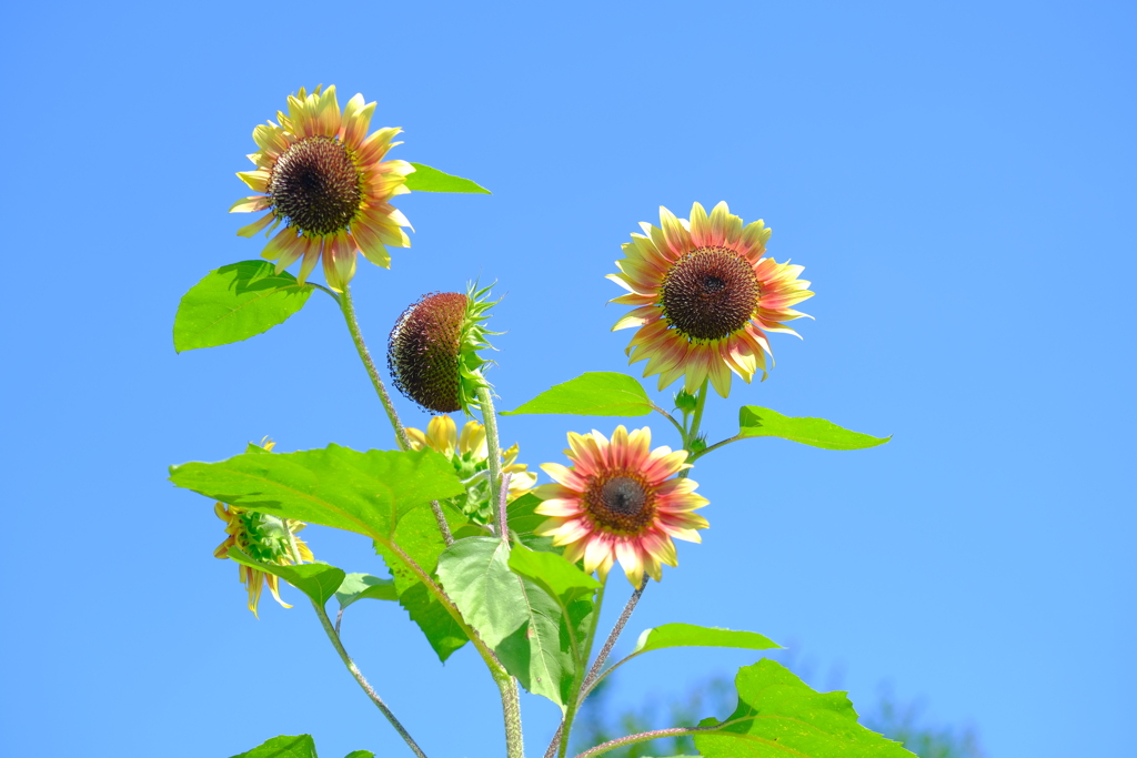 散歩の途中で。②