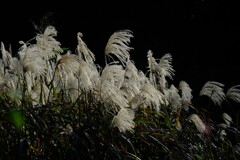 散歩の途中で。③