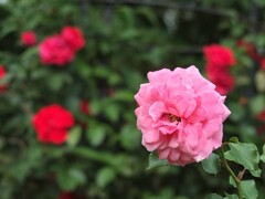 散歩の途中で。4 