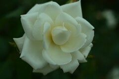 薔薇-3