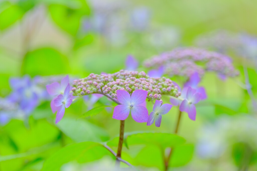  (2)散歩の途中で。-20
