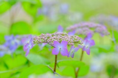  (2)散歩の途中で。-20