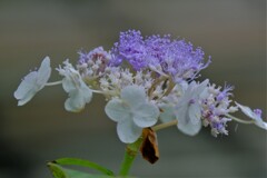 散歩の途中で。②