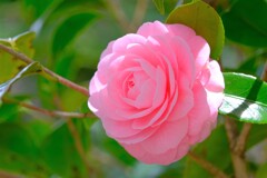 散歩の途中で。⑧