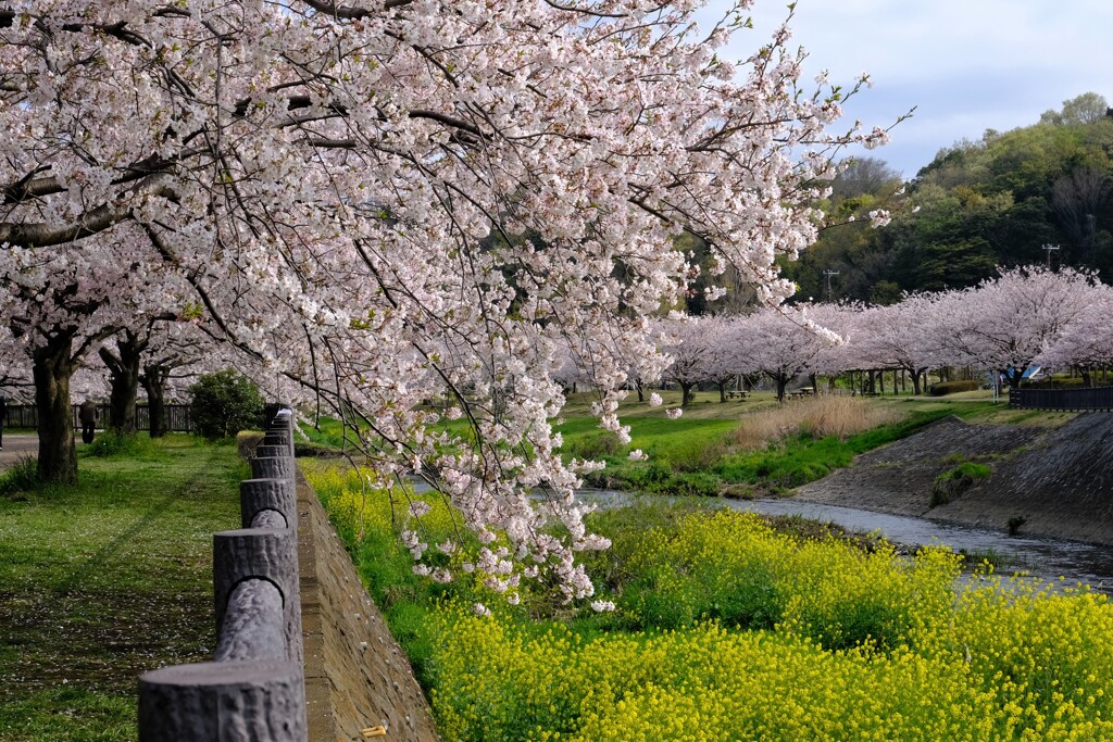 桜(藤沢引地川親水公園）12