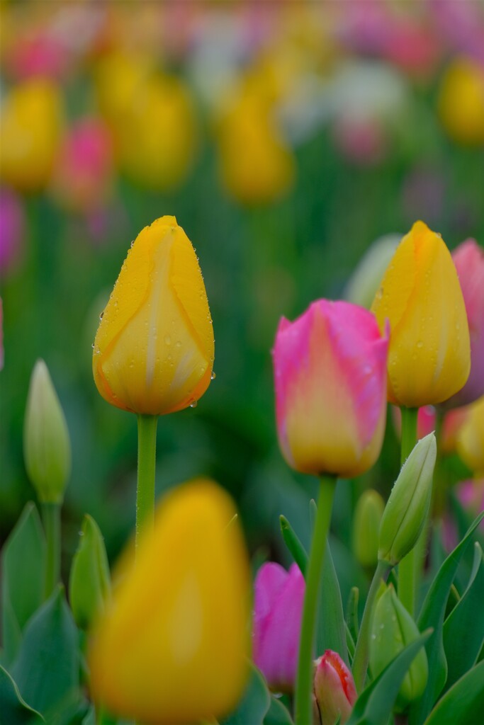 散歩の途中で。③