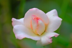 散歩の途中で。3