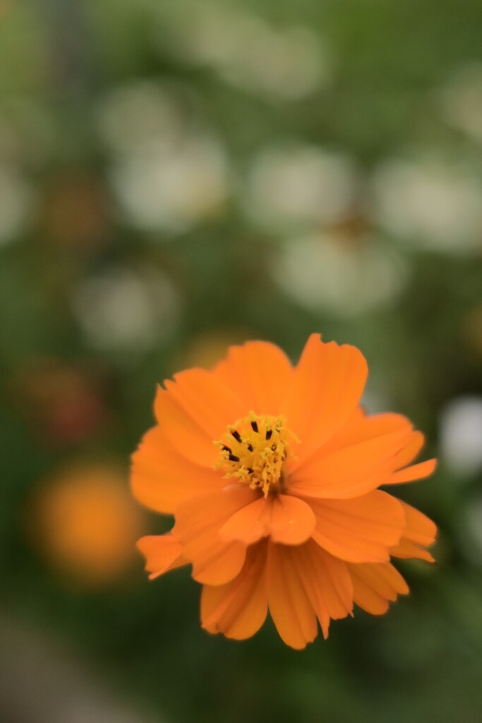 キバナコスモス