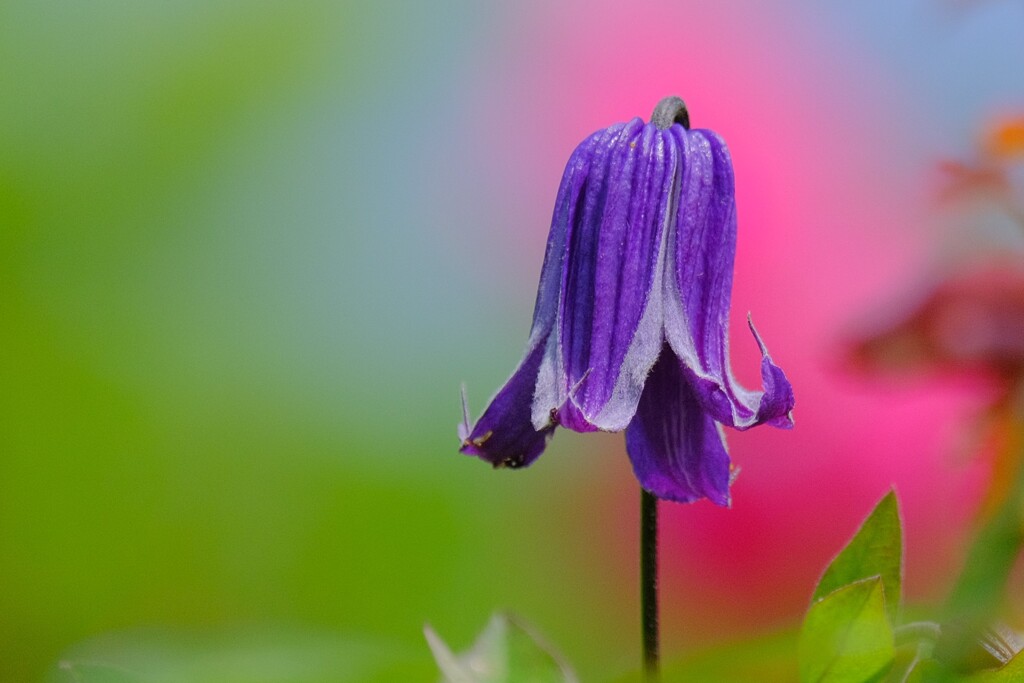 散歩の途中で。