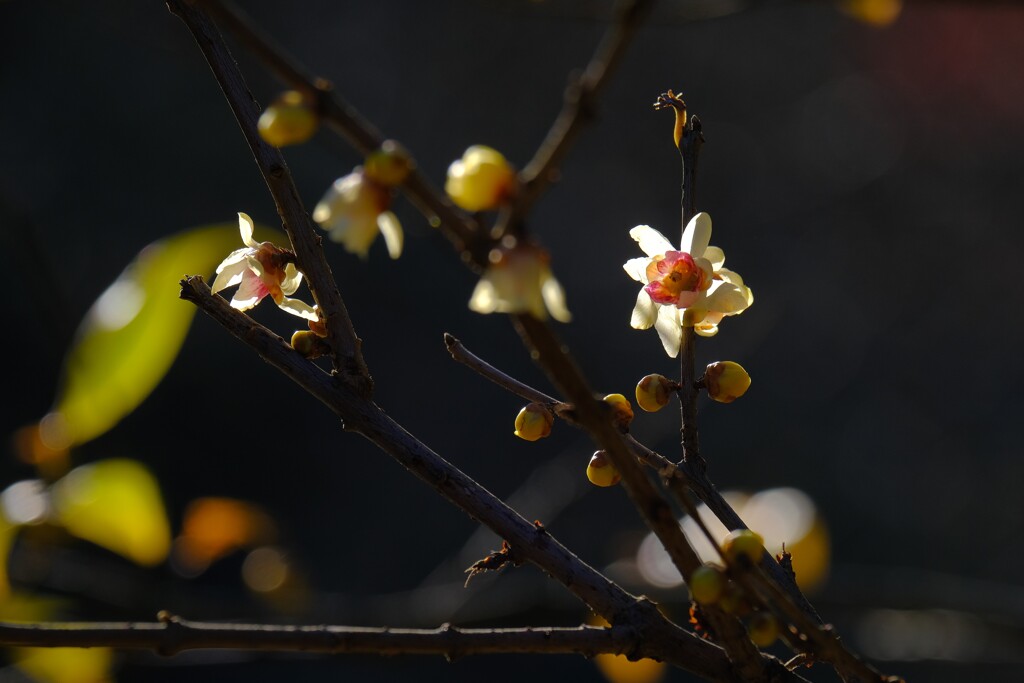 散歩の途中で。⑩