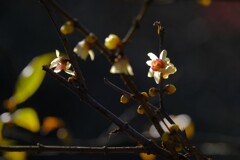 散歩の途中で。⑩