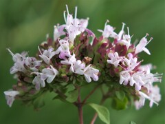 散歩の途中で。Ⅳ