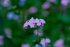 散歩の途中で。1